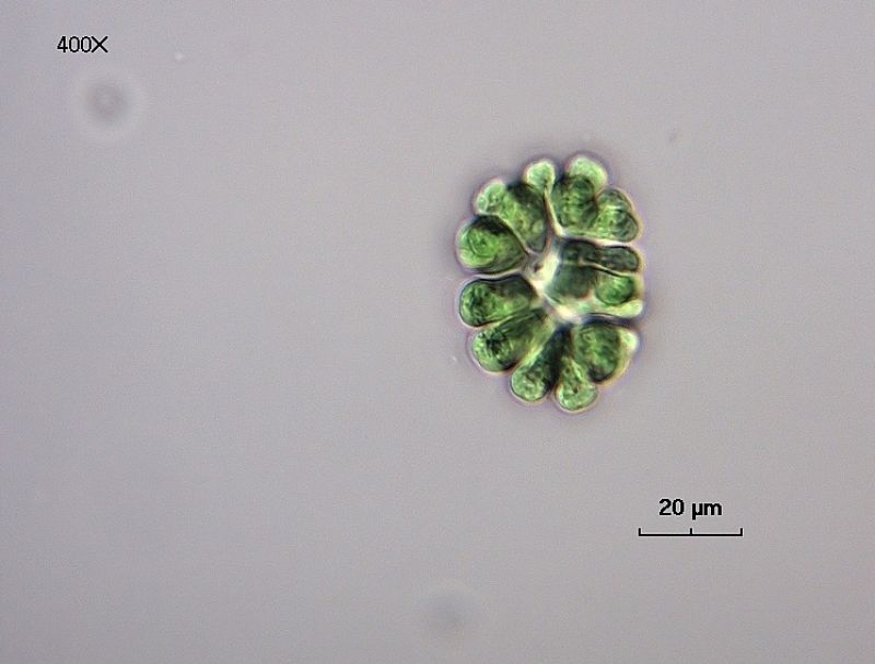 Gomphosphaeria aponina
